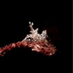 Harlekin Shrimp, Bali