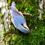 Kleiber, Schönenwerd