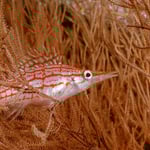 LaNaBüBa in seiner ganzen Schönheit, 06/22