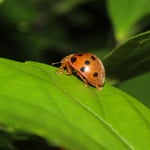 Glück in Costa Rica :)