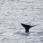 Pottwale auf der Überfahrt nach Maumere