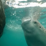 Walhai unter dem Bagan, Kaimana