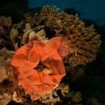 Gelege von der Spanischen Tänzerin