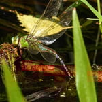 Königslibelle bei der Eiablage