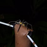 Nachtwanderung, Bananenspinne, Costa Rica 