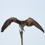 Fischadler vor dem Abflug