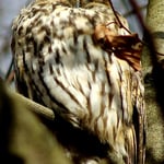 junge Waldohreule in freier Natur gefunden 