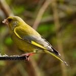 Grünfink knabbert Nüssli