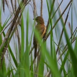 Drosselrohrsänger, Klingnauer Stausee