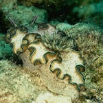 Glossodoris