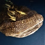 Walhai am Schiff abends, 2022