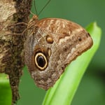 Morpho-Schmetterling, die Flügeloberseite ist leuchtendblau, Costa Rica 