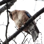 Eichelhäher im Ticino