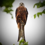 Rotmilan, so wundervoll