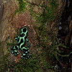 Goldbaumsteiger, Costa Rica 