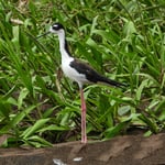 Schwarzhalsstelze, Tarcoles Fluss, Costa Rica 