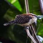 Rostrücken-Zaunkönig, Guachipelin, Costa Rica 