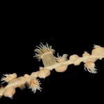 Tiger-Schmarotzer Anemone, am Vulkangrund