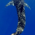 Whaleshark