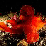 Rhinopia's orange and pink (behind)