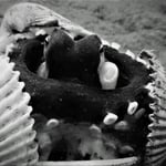 Coconut-Octopus, Lembeh