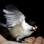 Meise beim Pinienkerne stibitzen auf meiner Hand 