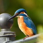 Herr Eisvogel, Schönenwerd