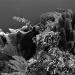 Bunaken, Nordsulawesi