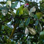 Soldatenara's an der Karibikküste, Costa Rica 