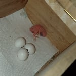 ...am 3.1.24 ist Gogo geschlüpft