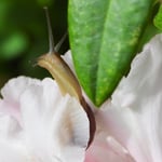 Filigran.....Seleger Moor