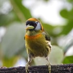 Anden-Bartvogel, Costa Rica 