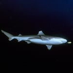 Blacktip mit Pilotfisch, 06722