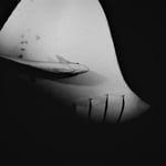 Remora am Manta, nachts, Malediven 2022