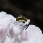 EyeToEye mit der Libelle