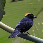Schwarzachsel-Haubentangare, Karibikküste, Costa Rica