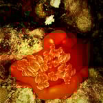 Spanish Dancer... und immer an den unmöglichsten Orten versteckt 