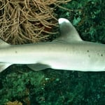 Weissspitzenhai, 2022