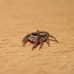 Rindenspringspinne bei mir zu Besuch