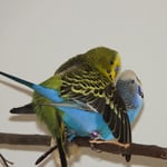 meine gerette Tic... mit Chap... vom ersten Moment an verliebt 