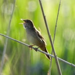 Schwirl, Klingnauer Stausee