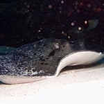 Stingray