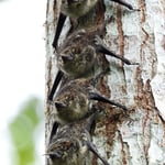 Fruchtfledermäuschen, Costa Rica 