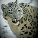 ...Rrrrrrrrr, Schneeleopard, Zoo ZH