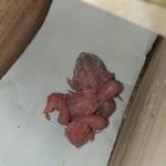 am 9.1.24 waren alle geschlüpft, was für eine Freude