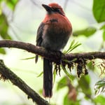 Motmot, Costa Rica