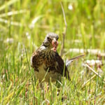 Wacholderdrossel, Stille Reuss