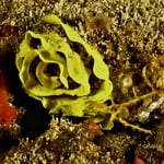 Gelege einer Nacktschnecke, 2022