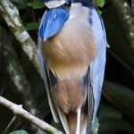 Kahnschnabelreiher, Tortugero, Costa Rica