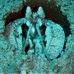 Mantis...keine Zeit gehabt für korrektes Licht etc... nur so geklickt